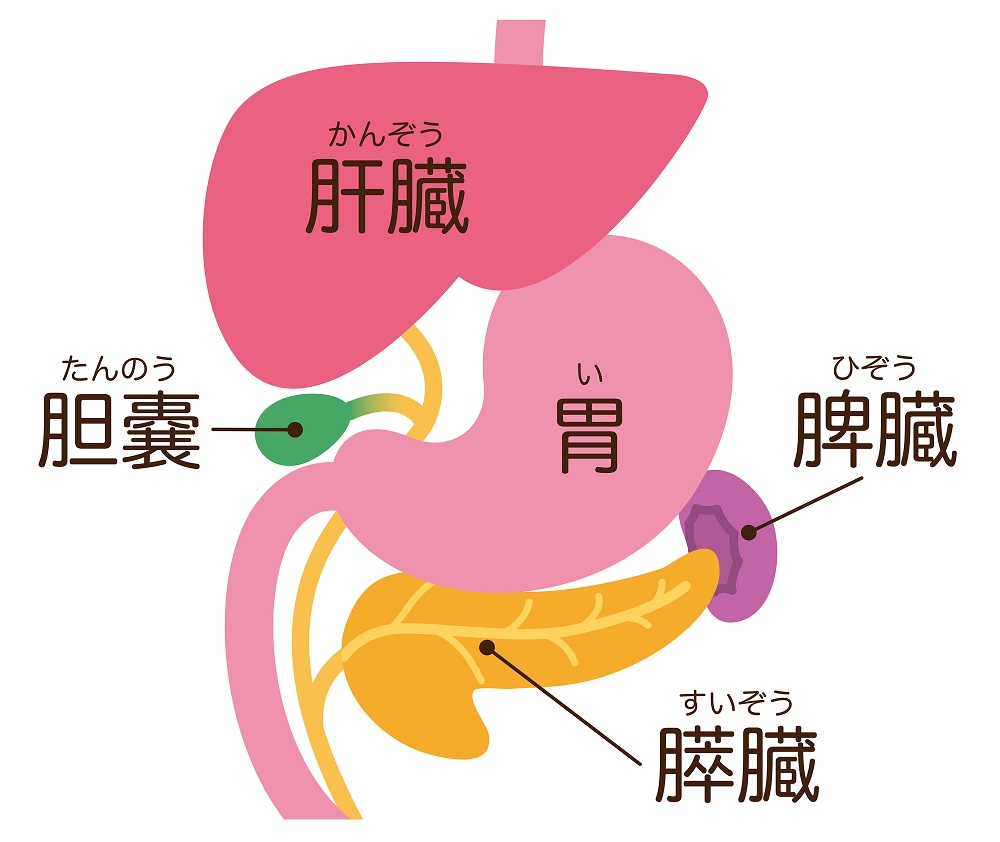 腹部エコー検査